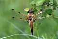 IMG_9558 Libellula quadrimaculata